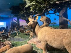 -国家自然博物馆