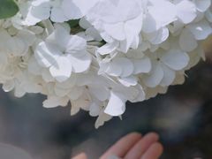 -上海滨江森林公园