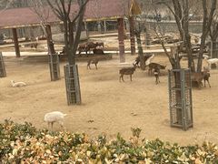 -石家庄市动物园