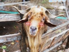 -北京鹿世界主题园