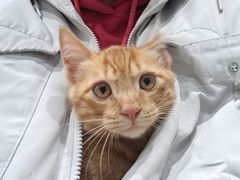 -关爱宠物医院·猫科中心·消化科(滨湖万达分院)