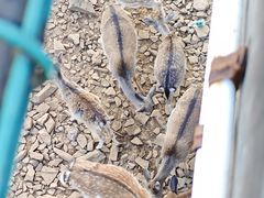 -合肥野生动物园