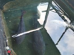 -蓝湾碧波·老字号·疍家非遗海上餐厅