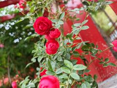 -元大都城垣遗址公园