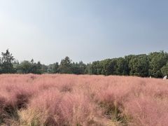 -同里国家湿地公园