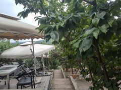 -桃源山庄·水蜜桃采摘·柴火鸡·烧烤团建(龙泉山店)