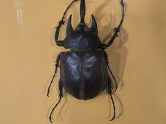 -上海大自然野生昆虫馆(东方明珠·爬宠昆虫探索中心)