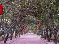 -莱阳濯村樱花园