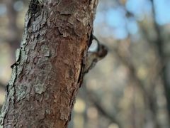 -帽儿山国家森林公园