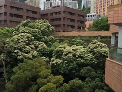 -香港大学