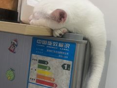 -瑞鹏宠物医院·骨外科·心肾科·肿瘤科(九亭店)