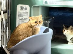 -平行世界·猫咖(首经贸店)