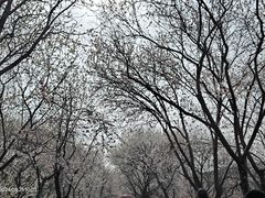 -桃花堤公园