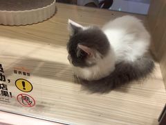 -屋虎猫馆(宝安大仟里店)