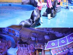 -烟台海昌鲸鲨海洋公园