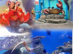 -海合安武汉极地海洋公园