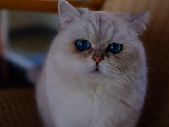 -喵屿·大理花园猫咖