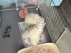 -米苏动物医院·犬猫专科·骨科外科内窥镜
