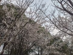 -重庆平顶山公园