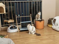 -唐小姐の私宠·宠物洗护美容·撸猫馆·购宠(周浦万达旗舰店)