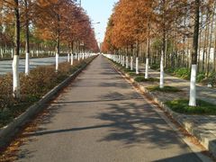 -上海长兴岛郊野公园