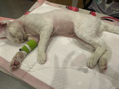 -瑞派名望志远动物医院·猫科·內科·异宠专科(直港大道店)