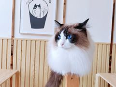 -Catmate·猫肥家润(金润铂宫店)