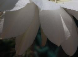 -凡碧诗毛孔收细