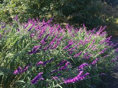 -墨尔本皇家植物园