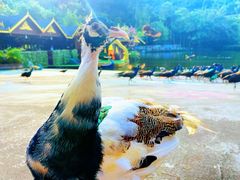 -西双版纳原始森林公园