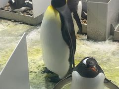 -大连圣亚海洋世界
