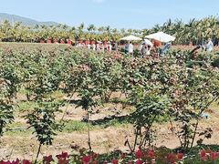 -亚龙湾国际玫瑰谷