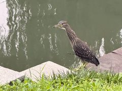 -皇家御河游(紫御湾码头)