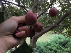红山果-青龙湖公园