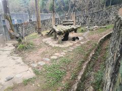 -都江堰中华大熊猫苑