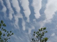 -桤木河湿地公园