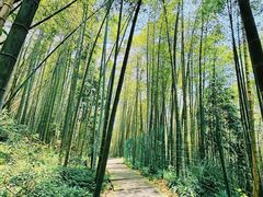 -缙云山景区