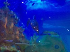 -瑞德姆美人鱼海底演艺主题餐厅(亚龙湾店)