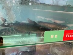 -鱼酷活鱼烤鱼(南京水游城店)