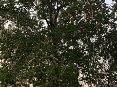 -合肥三国新城遗址公园