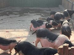 -保定市动物园