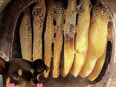 -栾川竹海野生动物园