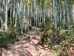 -东明山森林公园