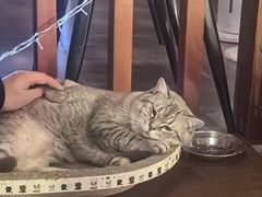 -故遥酒馆.赛事直播