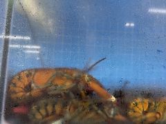 -云南巷海鲜大咖·可加工海鲜