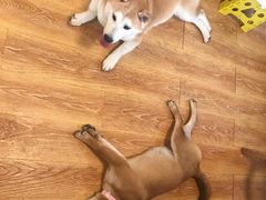 -柴犬高等学院·狗咖·柴犬售卖·宠物训练