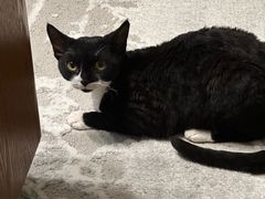 -中农大我爱我爱动物医院·核磁CT·猫病·24小时夜诊中心(石佛营店)