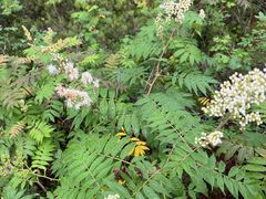 -莫尔道嘎国家森林公园