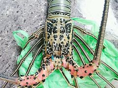 -D'Talipapa