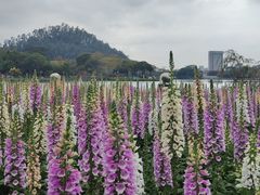 -顺峰山公园